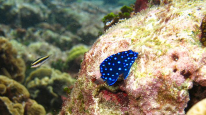 Damselfish (23)_1113